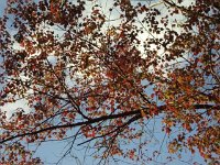 photos 2000-200901738